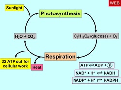 Unit 3 Cellular Respiration Photosynthesis Mrs Blake At Echs